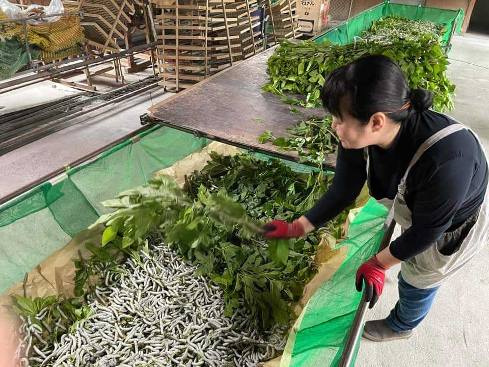 お蚕さんから始まる「衣」を学ぶ3回講座(単発参加可能) 5/30, 6/5, 6/27