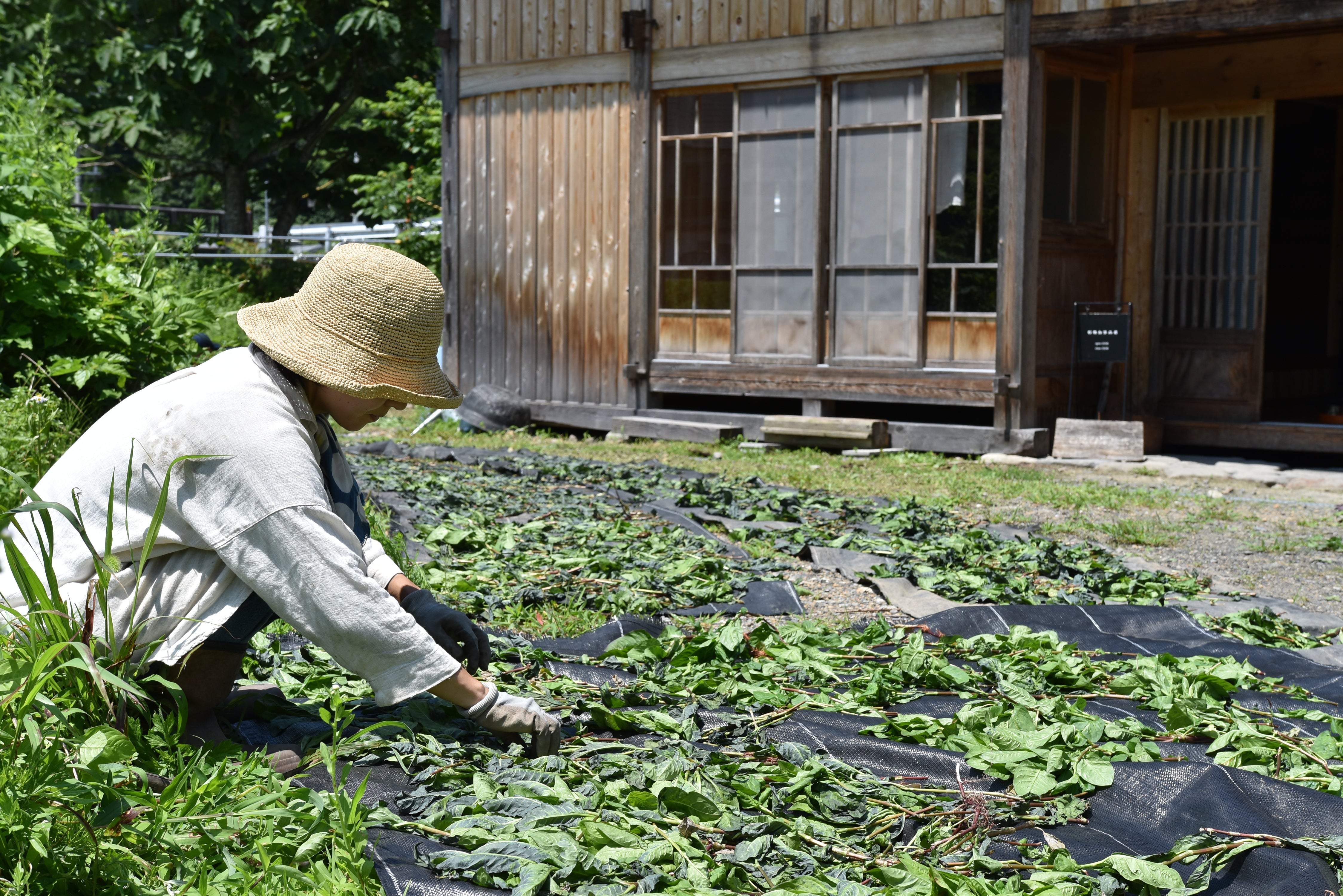 Learn about everything from the fields to indigo dyeing and sukumo making at "Ainoha Trust"