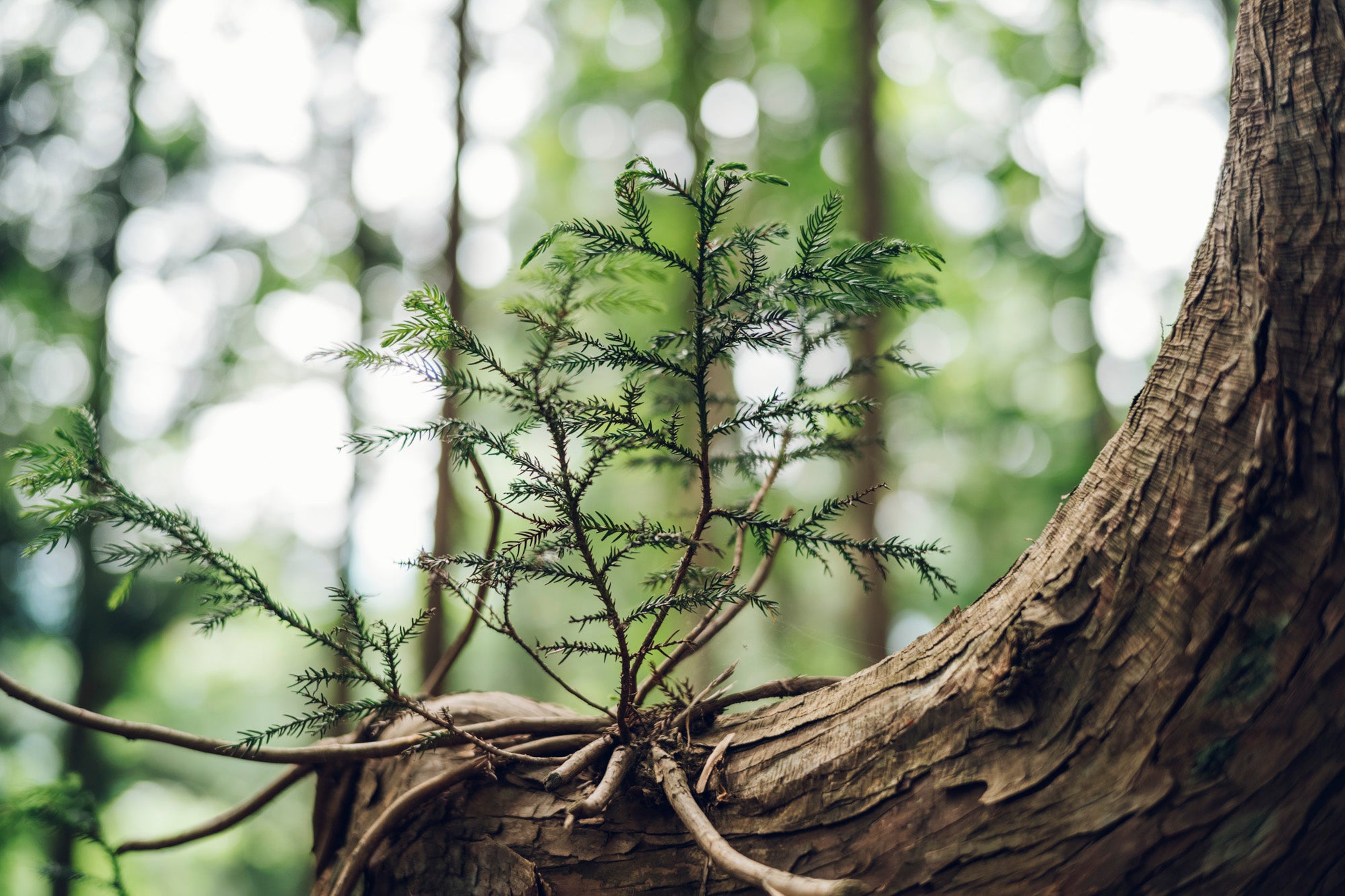 植物採取からの草木染め講座(6,8,10,12月 各回2日間)