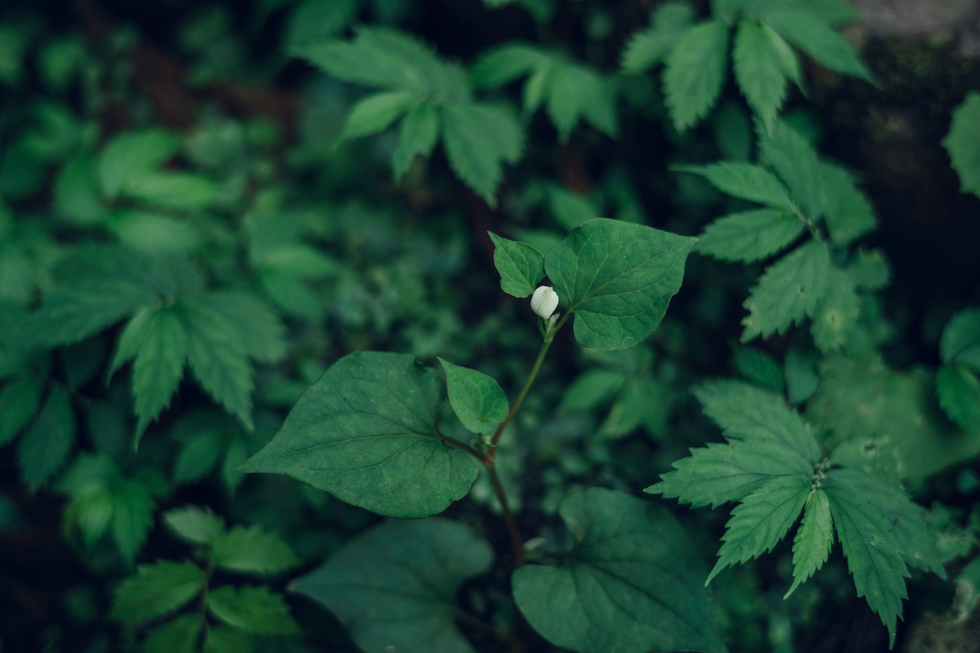植物採取からの草木染め講座【連続講座】(6-10月 各月2日間)