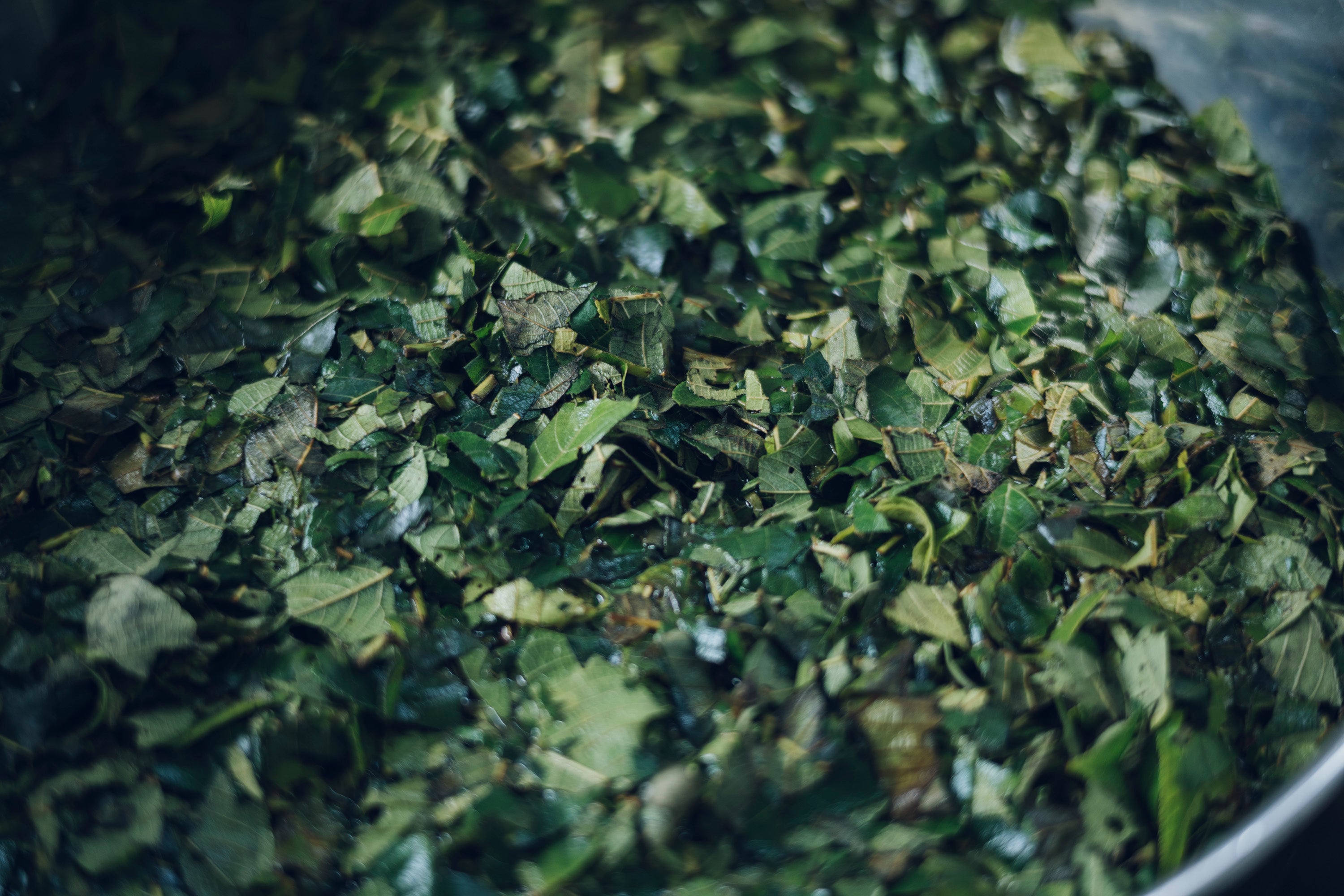 植物採取からの草木染め講座(6,8,10,12月 各回2日間)