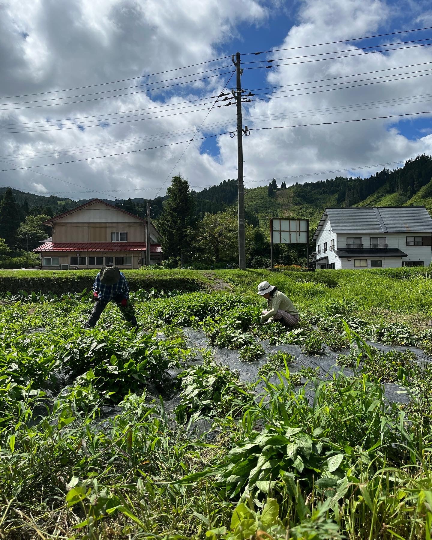 藍の一番刈り