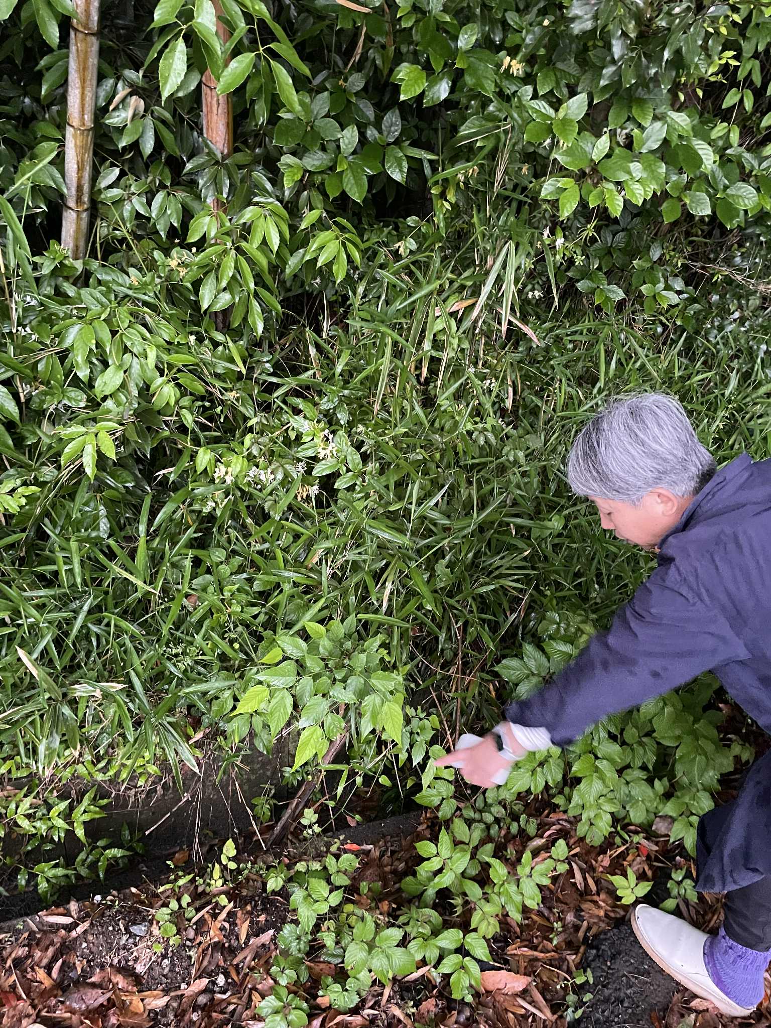 5/12-13 日本茜染め・二日間集中講座 in 石徹白