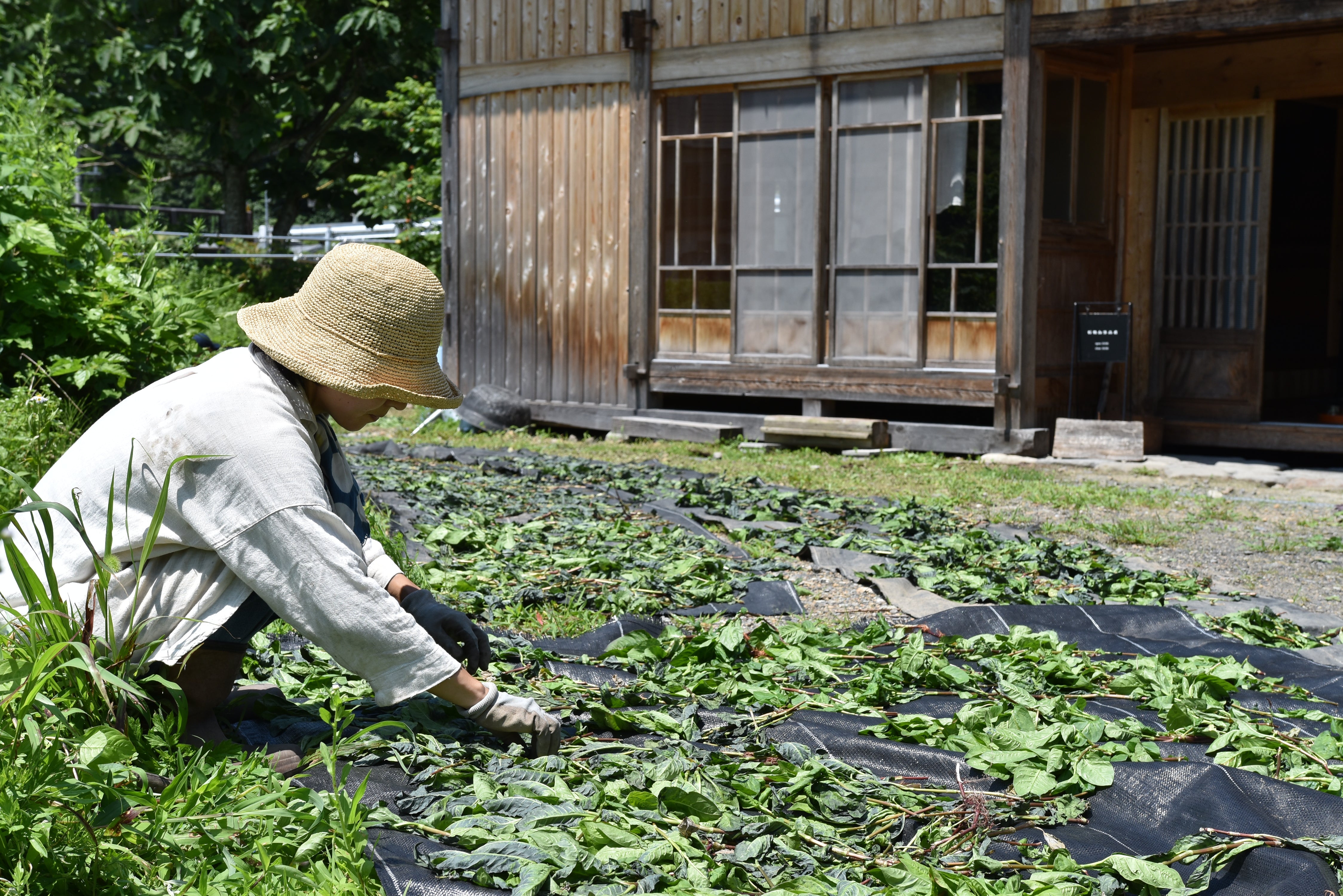 畑から藍染、すくも作りまでを学ぶ「灰汁発酵建ての藍染め講座」（連続講座5-10月まで月1回）