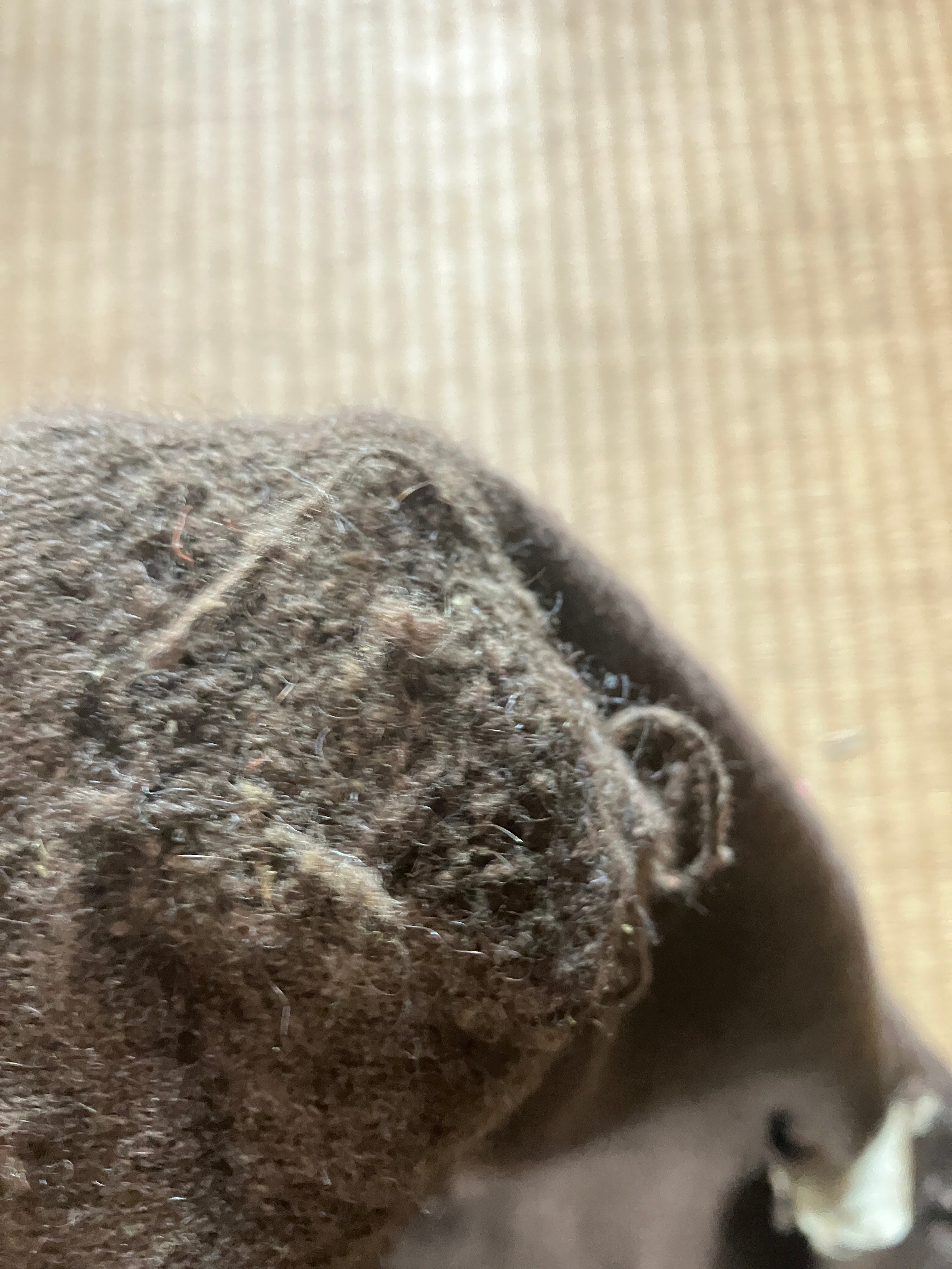 石徹白の食と手しごと 〜ダーニングとお漬物〜 (冬編)　ゲストハウスKIITOSに滞在しながら楽しもう