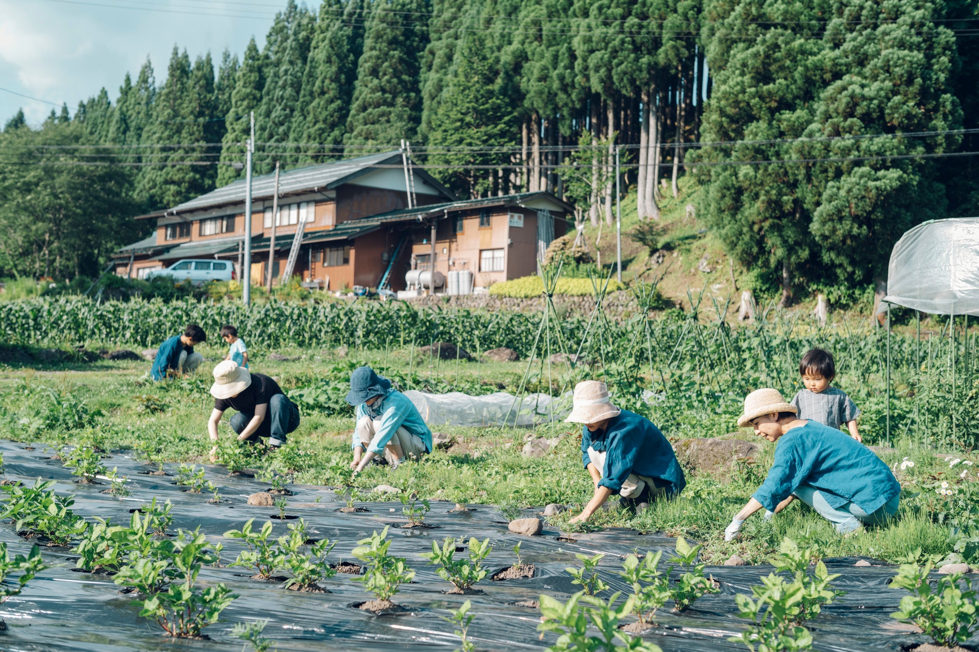 畑から藍染、すくも作りまでを学ぶ「灰汁発酵建ての藍染め講座」（連続講座5-10月まで月1回）