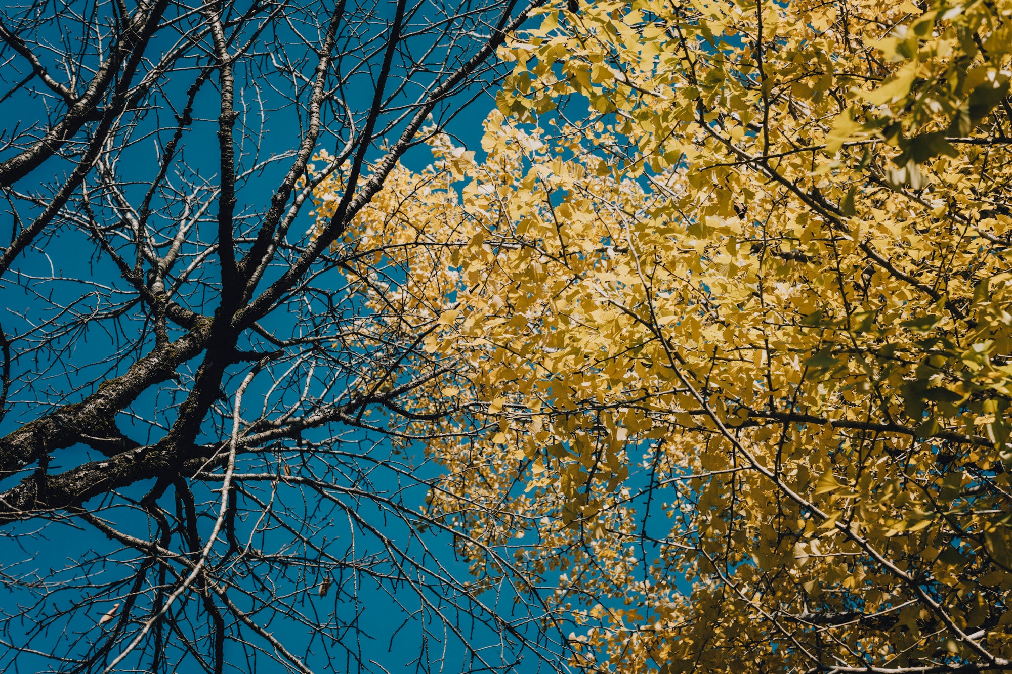 石徹白の食と手しごと 〜ダーニングとお漬物〜 (冬編)　ゲストハウスKIITOSに滞在しながら楽しもう