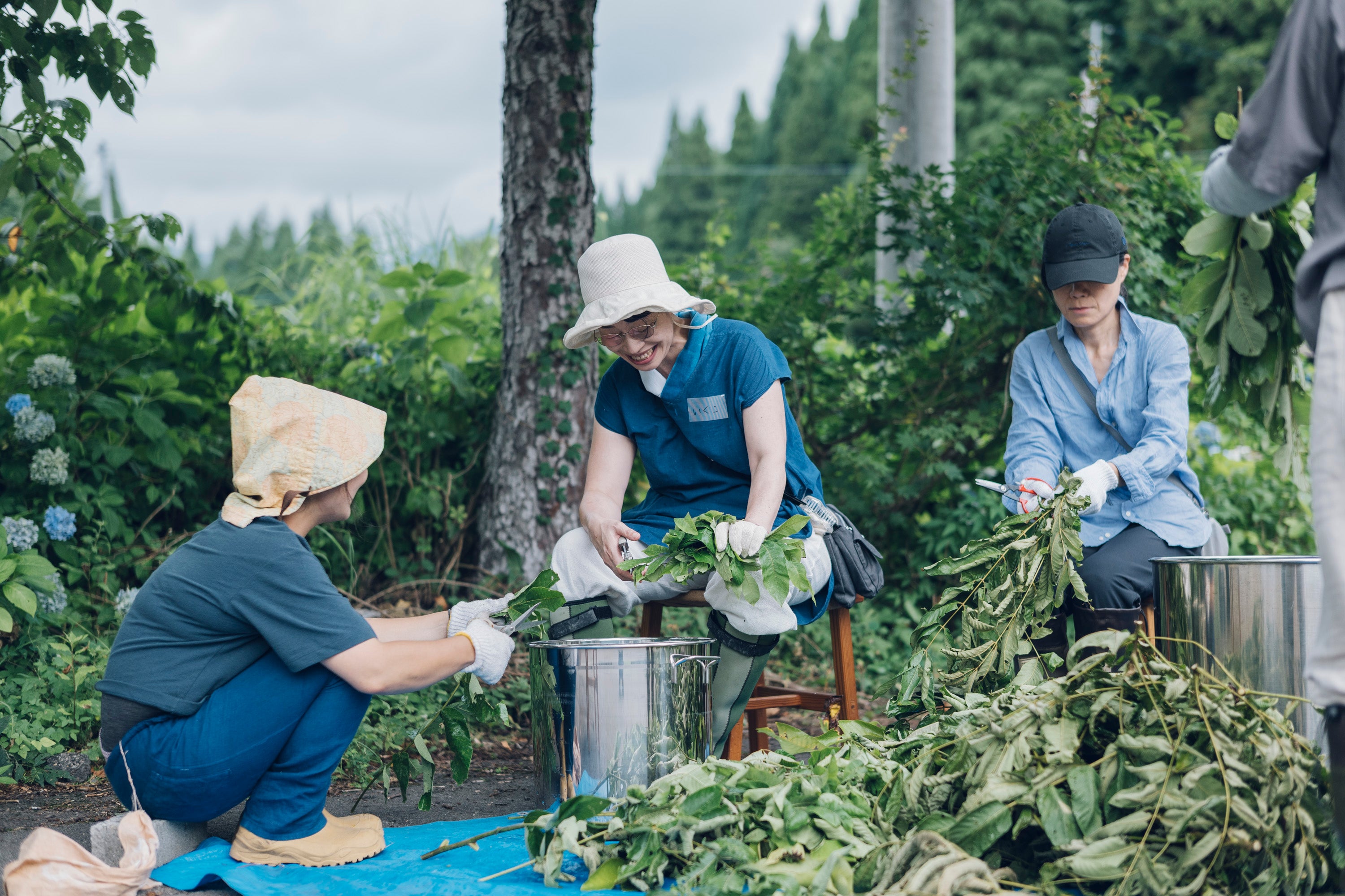 植物採取からの草木染め講座（6,8,10,12月　各回2日間）